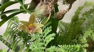 British Orchid Council