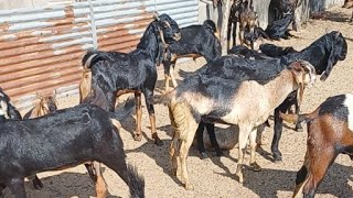 💯 Pic Cutting goats mix breed !! 20-35 kg only-250₹ Mo.6375303945