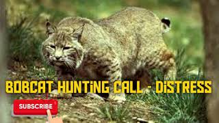 Bobcat Hunting Call - Bobcat Distress - 6 Mins - Free Download