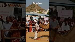 ऊट ने पकड़ ली गर्दन मालिक की । Yarana #camel #cameldance #pushkarmela #kartikpurnima2024 #shorts