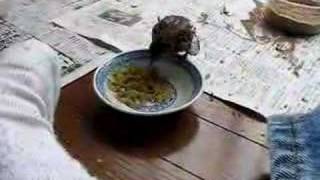 "Pi-Chi" the baby Sparrow bird 14 June 2007 (1)