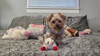 "Lamb Chop: The Adorable Victim of Rylie's Play! #yorkies #goodmorning #viralvideo #Rylie