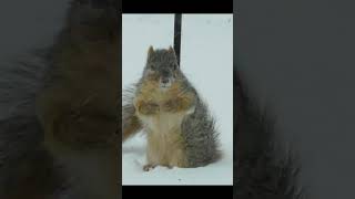 SQUIRREL POLE FAIL