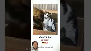 Maa Sath hai fir kis baat ki dar hai  😈 #cat #adoptcat #cattales #shortsfeed #shorts #funny