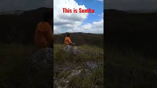 #shorts #sumba #shortsvideo berpikir di luasnya savana sumba