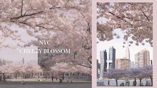 New York City Cherry Blossoms | Taking the ferry to Hunter's Point South Park in Long Island City