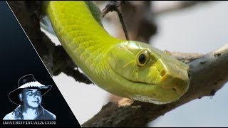 Green Mamba Stalking Behavior 01 Footage