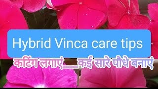 Hybrid Vinca cutting kaise lagaye/Hybrid Vinca care tips/सदाबहार पौधे की केयर कैसे करें