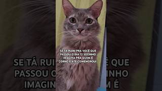 TÁ BOM NÃO! #gatosfofos #yourcat #gateiras #pets #memes