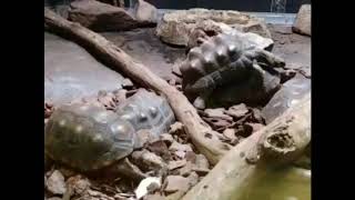 Tortoises Mating Slowly - Liberty Science Center