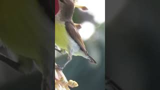 Purple rumped sunbird feeding on nectar banana flower|#feeding #indianwildlife #indianbirds #wild