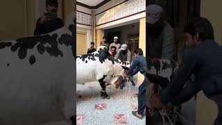 Qubrani 2K24 ♥️#Qurbani2k24 #Qurbani #Janwar #Viral #trending #EidUlAdha #eid2k24