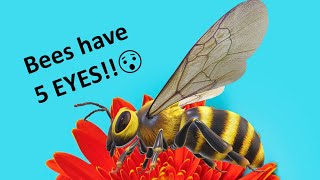 24 Unknown facts about Honey Bees #bees #honeybee #interestingfacts