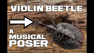 A Musical POSER - Violin Beetles - An Animal a Day Experiment