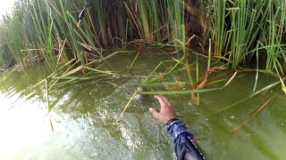 Berburu ikan nila moster//Loireng