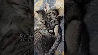 Kittens Sleeping Time 💞 || Vedabh Vlogs #shorts