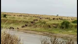 Snippets of Kenya 🇰🇪 24 - Masai Mara