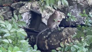 Ile Maurice - Rencontre avec les singes