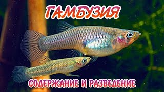 ГАМБУЗИЯ. ЖИВОРОДЯЩАЯ АКВАРИУМНАЯ РЫБКА. СОДЕРЖАНИЕ И РАЗВЕДЕНИЕ.