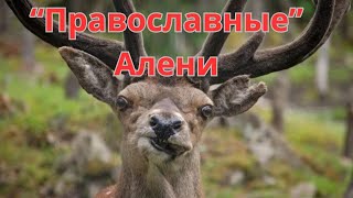 Алени любят пельмени! Изучаем темную сторону матриархата.