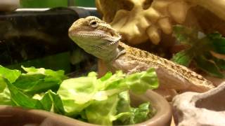 Bearded dragon eating veggies