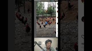 Video Lucu Ayam - Hewan  #short #videolucu #shortlucu #videolucuhewan