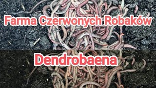 Farma Czerwonych Robaków. Przysmak Karp, Leszcz, Lin, Okoń Karaś !!  Łatwo i Szybko !!!