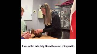 #fox #whatthefox #wildliferehab #wildlifeoftiktok #animalchiropractic #animalchiropractor #baby...