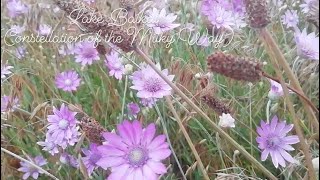 The magic of nature of Lake Baikal and its Eco System (the second half of Summer - Flowers)