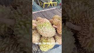 Durian - the King of Fruits