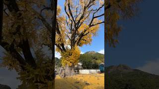 Oichi - Big Gingko Tree in Arita, Saga, Japan 🇯🇵