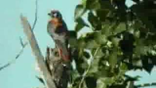 American Kestrel