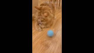 Bolinha de Brinquedo inteligente - Smart Ball Cat