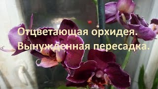 Отцветающая орхидея. Вынужденная пересадка.