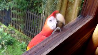 Ara am Fenster (Hotel El Jardín in Puyo - Ecuador)