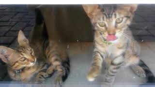 Mother and Dad Cats with their kitten living in showcase they're very happy