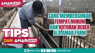 Cara Membersihkan Tempat Minum & Kotoran Bebek ALA AMAR FARM