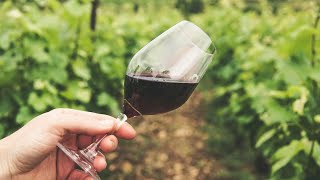 respetando el terruño, estrategia de océano azul de producción de vino artesanal