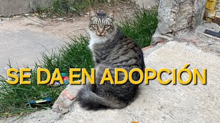 Damos en adopción a la Reina, solo gente responsable Argentina