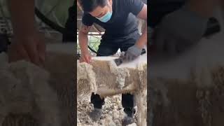 Sheep shearing - the process is quite comfortable and decompressed