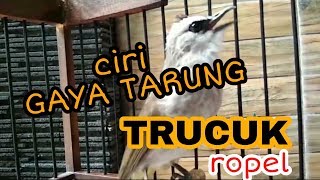 POSTUR OK!! ciri GAYA TARUNG TRUCUK ROPEL