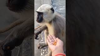 हनुमान जी को मंगलवार और शुक्रवार को चना जरूर खिलाएं#monkey #shorts