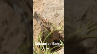 Invasive Species Control - Hunting Iguanas in Florida! #shorts