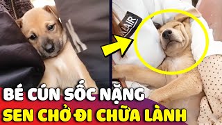 Khuôn mặt bất lực của bé cún khi đang NGHỈ MÁT dưới quê mà bị Sen BẮT ĐI CHỮA LÀNH 😅 | Gâu Đần