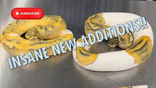 INSANE NEW ADDITIONS!!!!