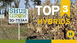 Shur Grow Seeds' Top 3 Hybrids of 2023