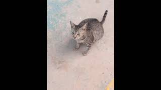 Induk kucing #indukkucing #kucingpersiakawinsamakucingkampung #pecintakucing