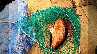 Red Snapper |ताम्बोशी मासा | ताम | Boat fishing