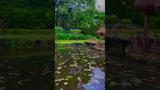 Beautiful nature#youtubeshorts#nature#shortsvideo