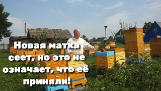 Матка сеет. Приняли её или хотят поменять?